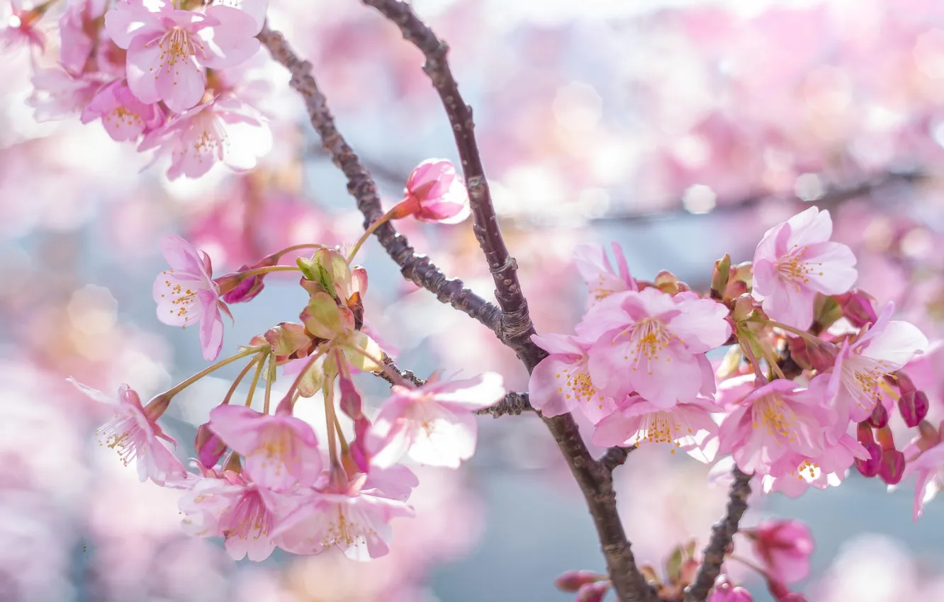 Photo wallpaper flowers, cherry, branch, spring