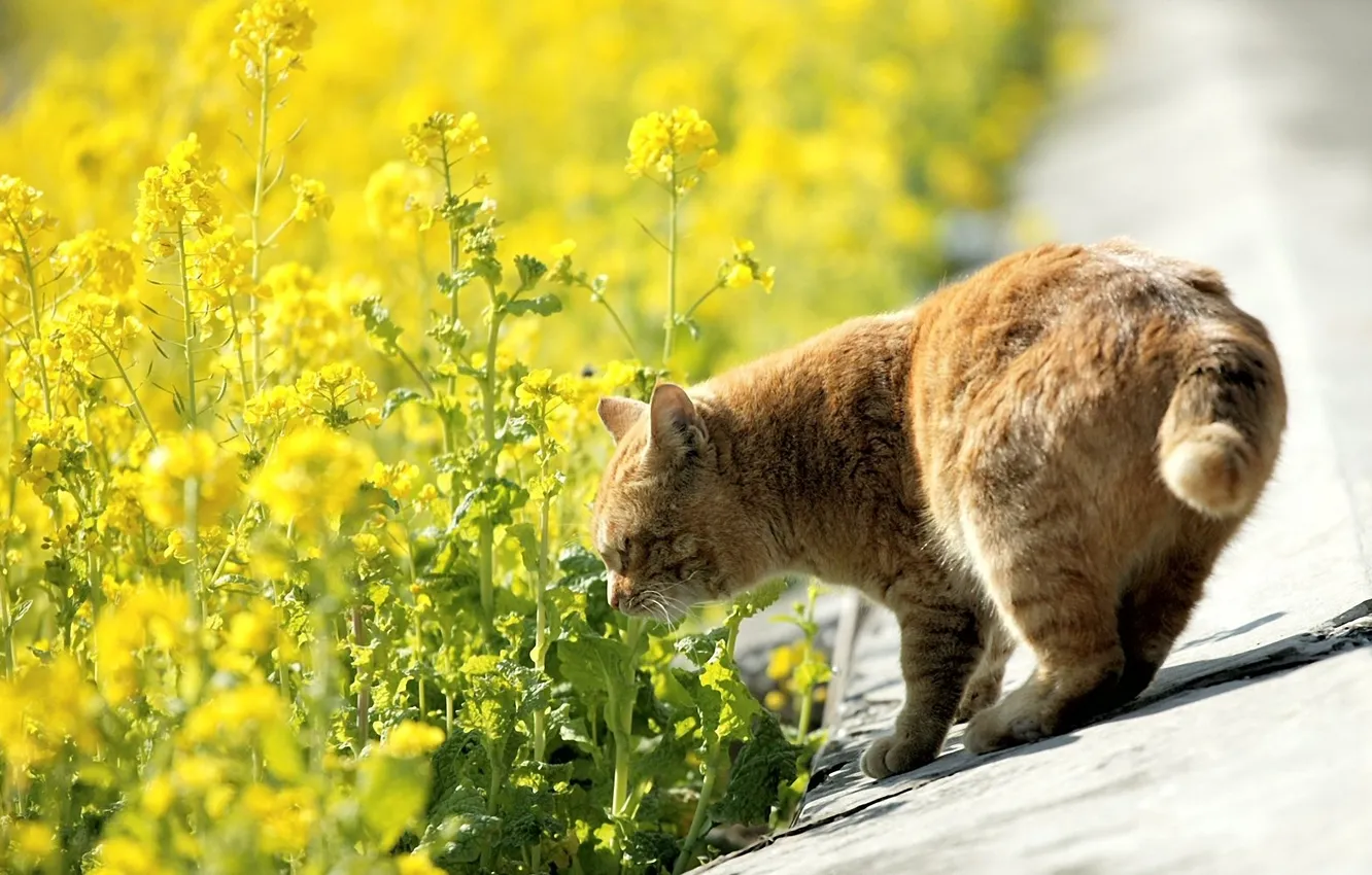 Photo wallpaper road, cat, cat, flowers, yellow, nature, red, roadside