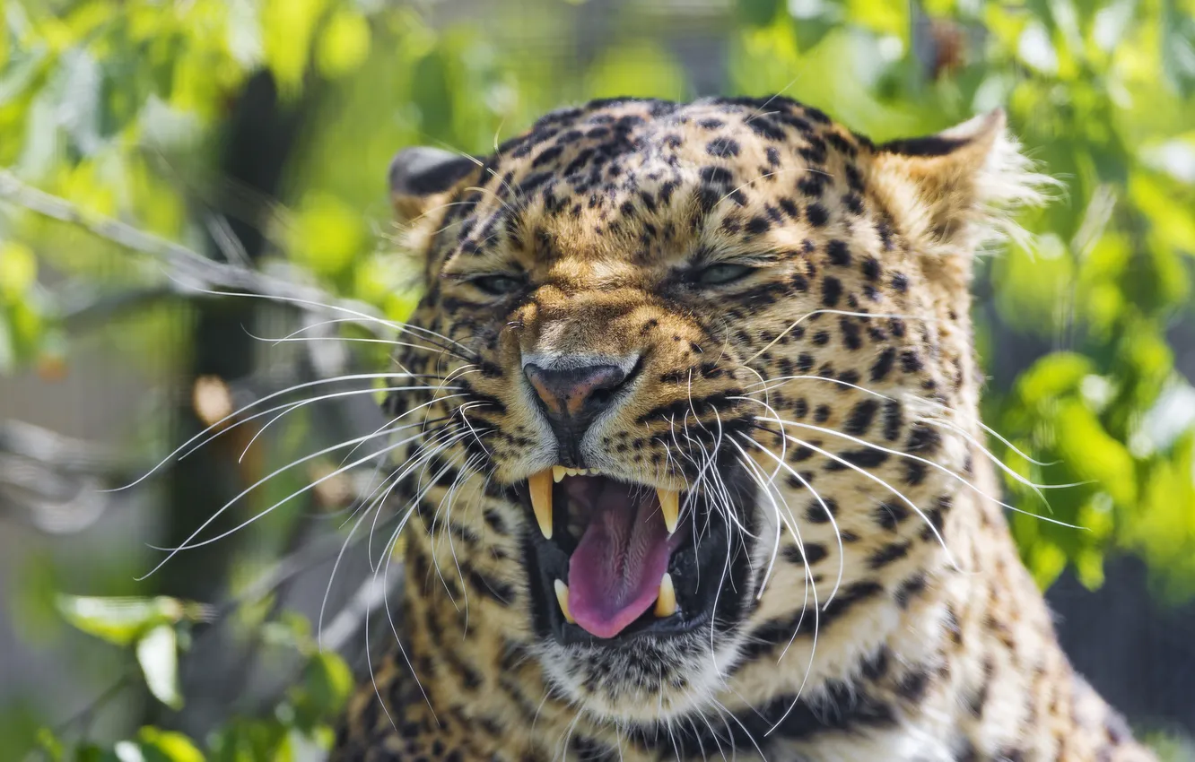 Photo wallpaper cat, face, mouth, leopard, ©Tambako The Jaguar