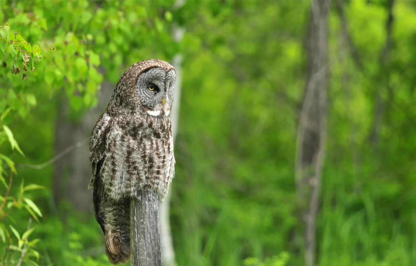 Photo wallpaper summer, nature, owl