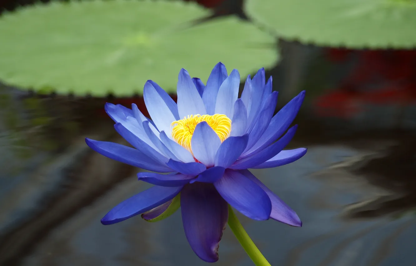 Photo wallpaper flower, leaves, water, pond, blue, Lotus, Lily, water Lily