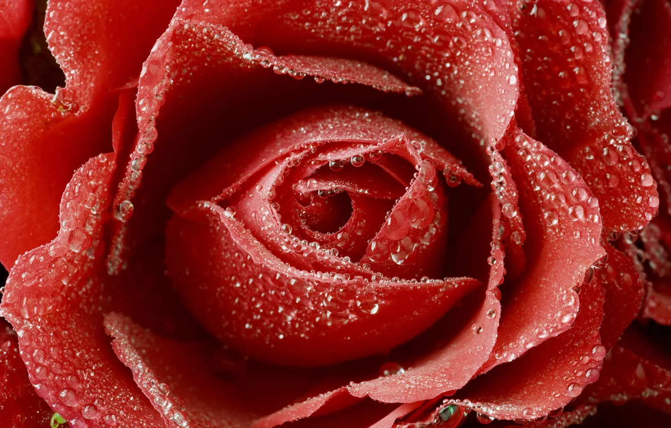 Photo wallpaper flower, red, Rosa