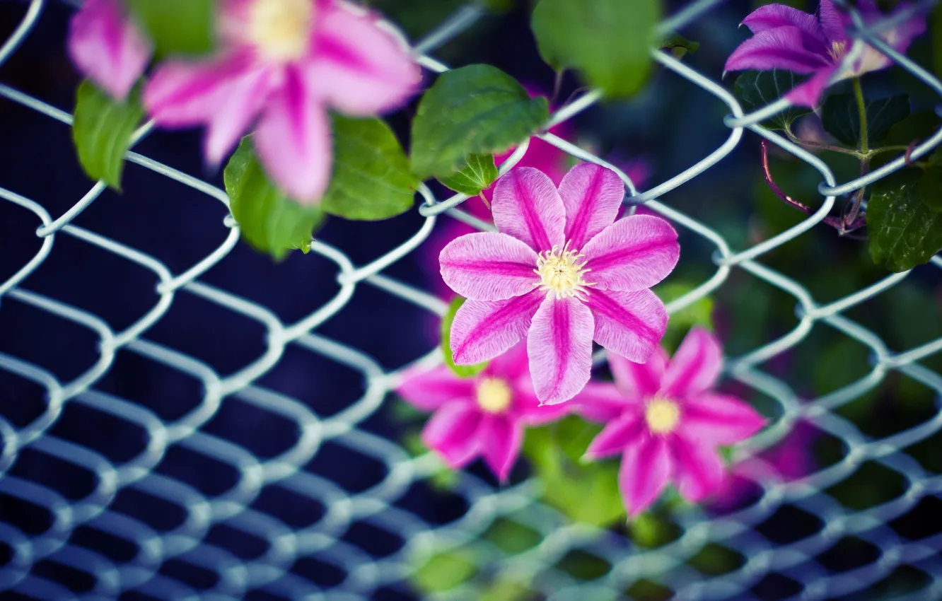 Photo wallpaper leaves, flowers, background, mesh, pink, widescreen, Wallpaper, the fence