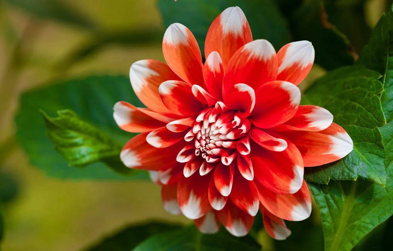 Photo wallpaper leaves, petals, dahlias