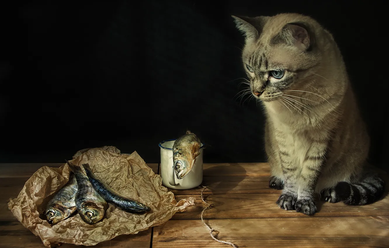 Photo wallpaper cat, look, fish