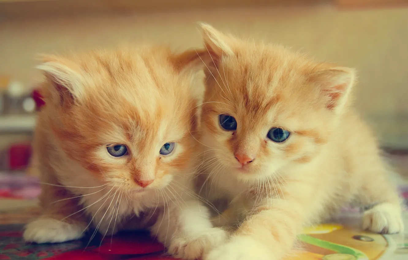 Photo wallpaper kittens, kids, red, a couple, twins