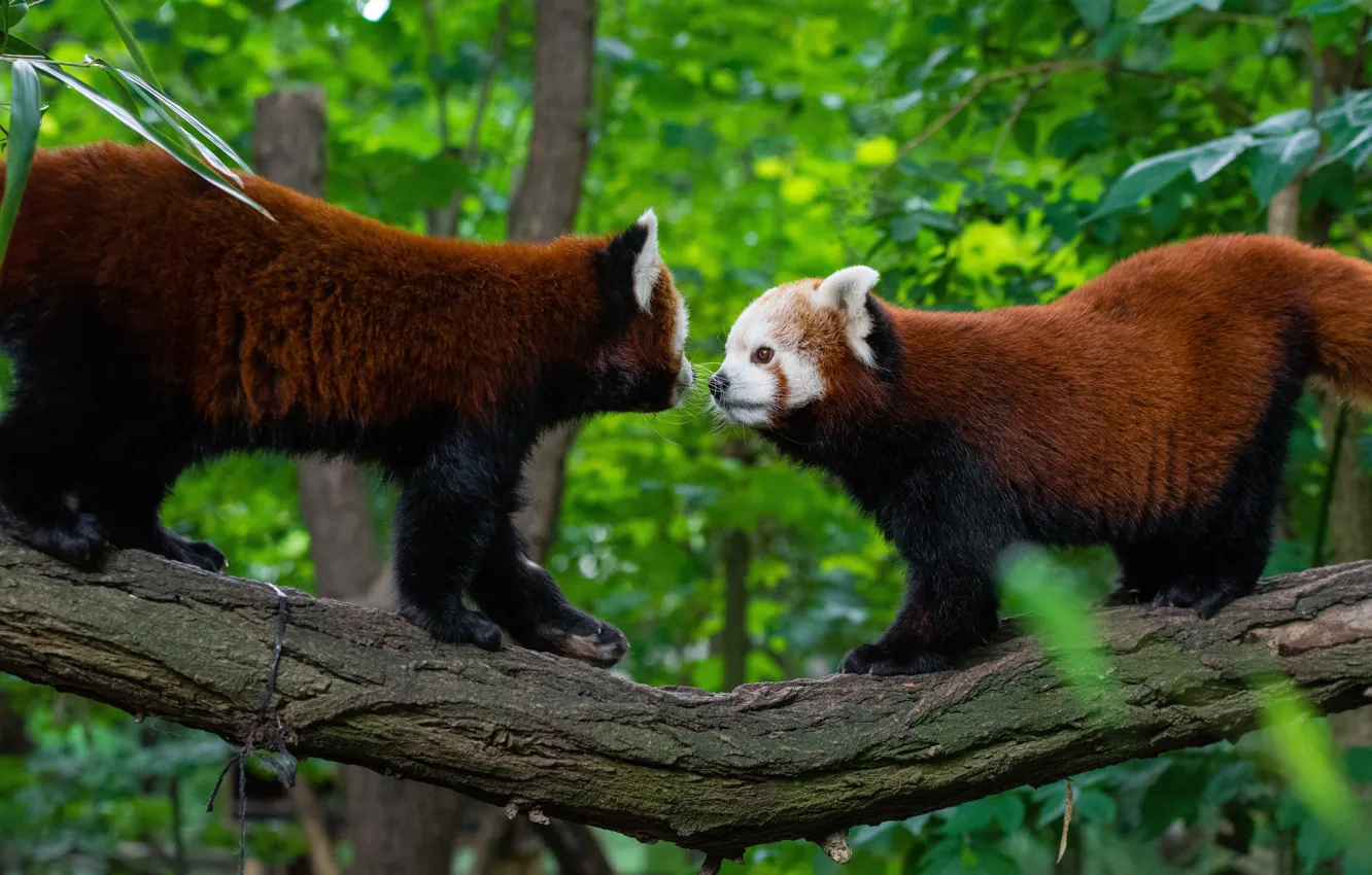 Photo wallpaper trees, pair, red Panda, red Panda