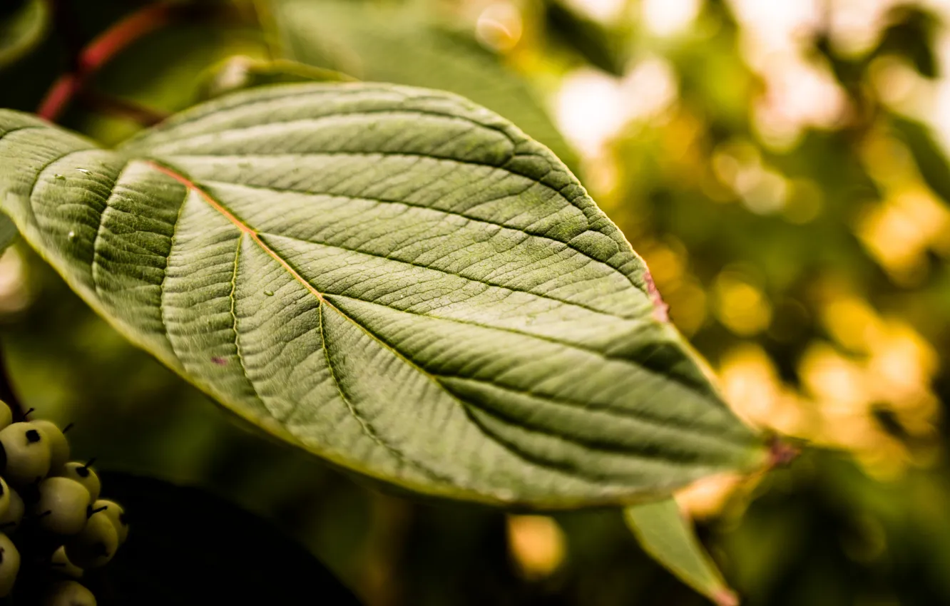 Photo wallpaper green, rain, leaves, leaf, Lush, Raindrop