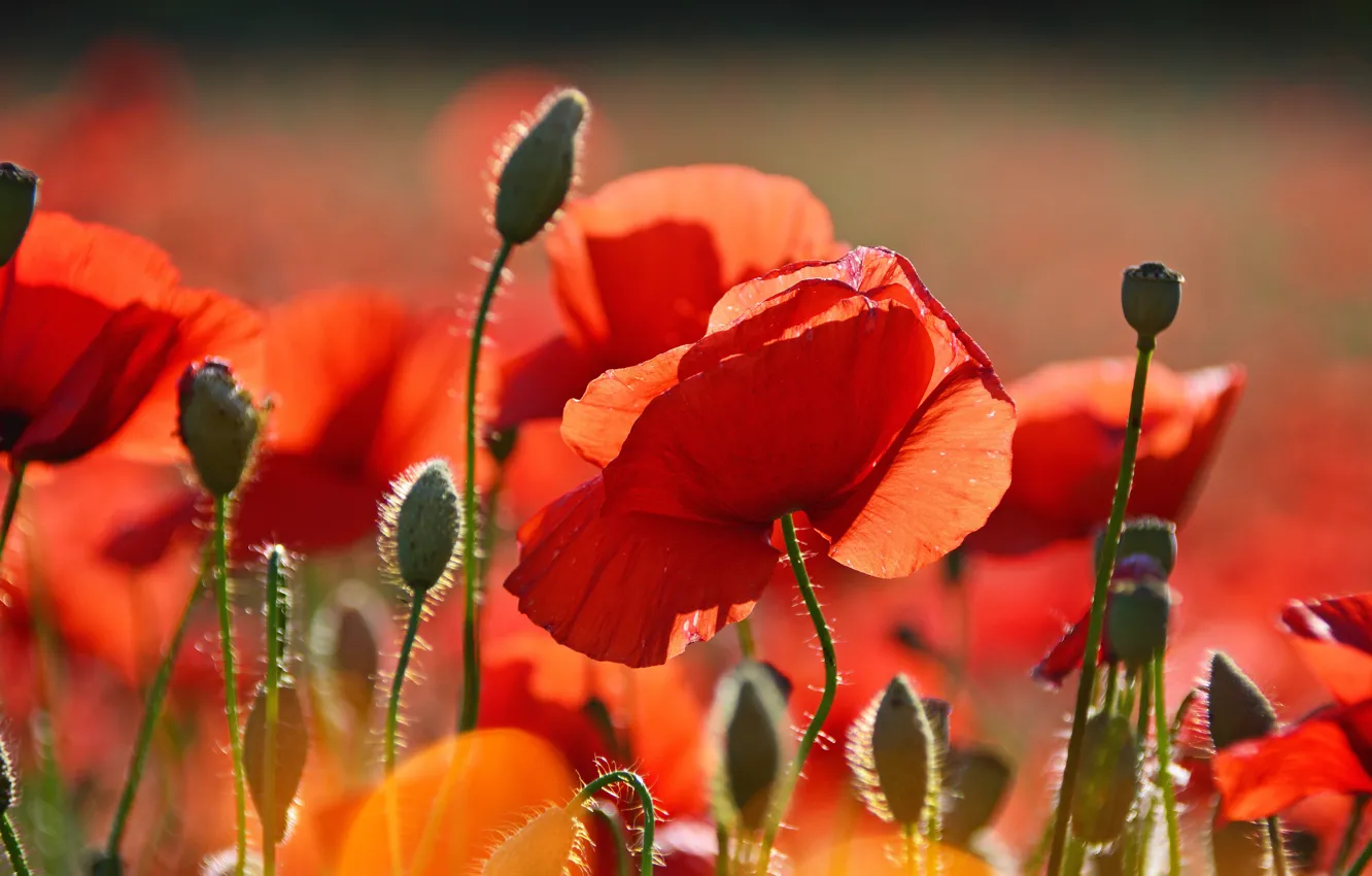 Photo wallpaper field, summer, flowers, red, background, glade, Mac, Maki