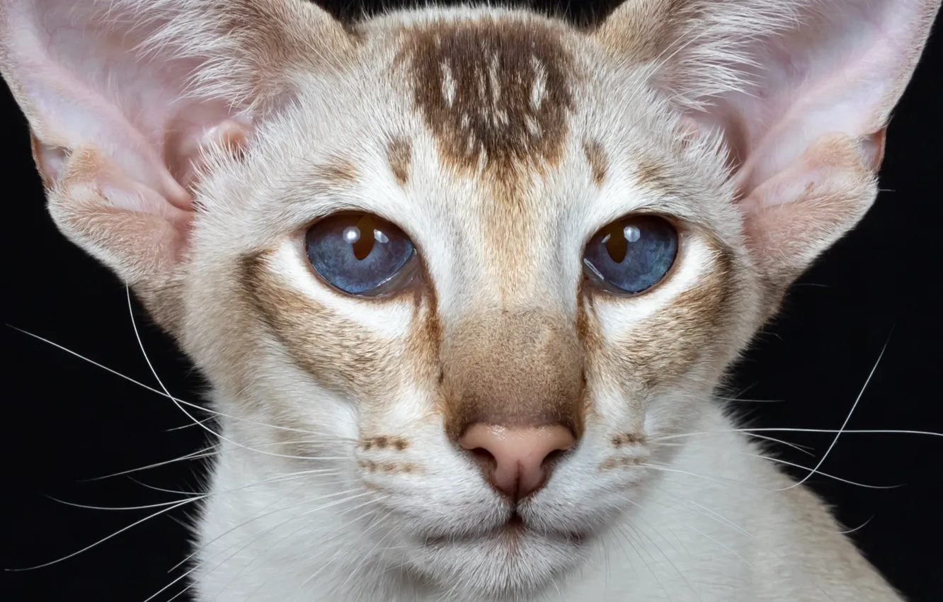 Photo wallpaper look, portrait, muzzle, ears, blue eyes, cat, Oriental cat