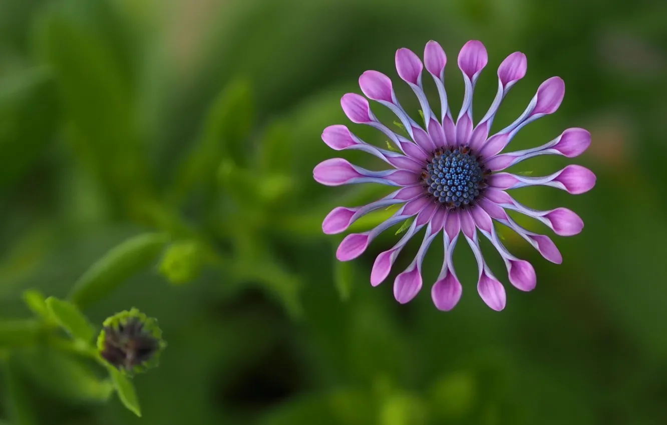 Photo wallpaper flowers, Africa, Osteospurmum