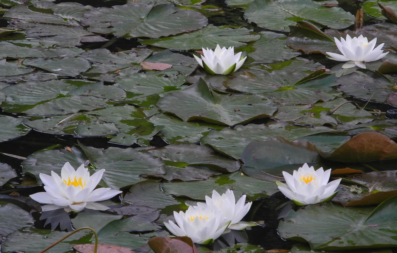 Photo wallpaper lake, leaves, the lake, water lilies, the leaves of water lilies