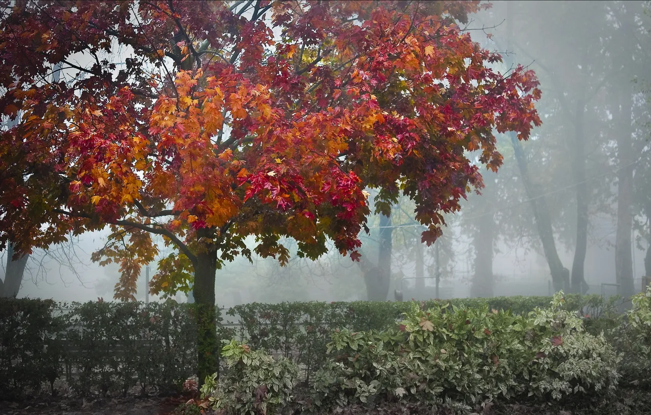 Photo wallpaper autumn, trees, fog, Park, shrub