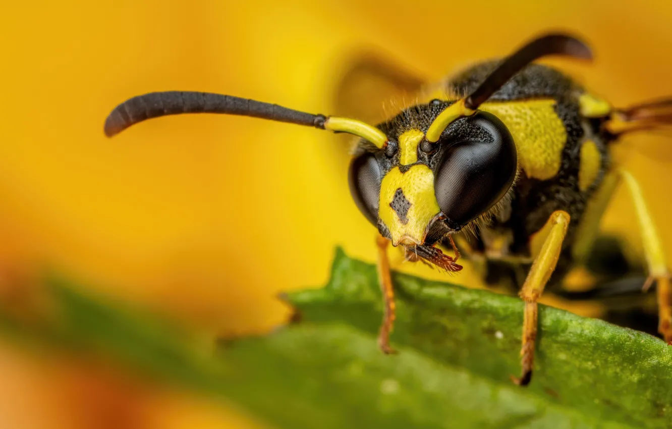 Photo wallpaper look, macro, flowers, yellow, bee, antennae, bokeh