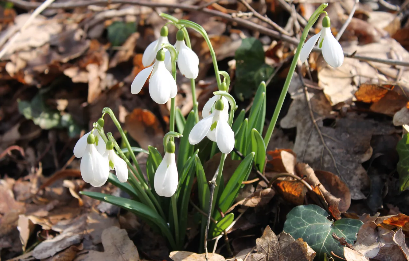 Photo wallpaper flowers, spring, snowdrops