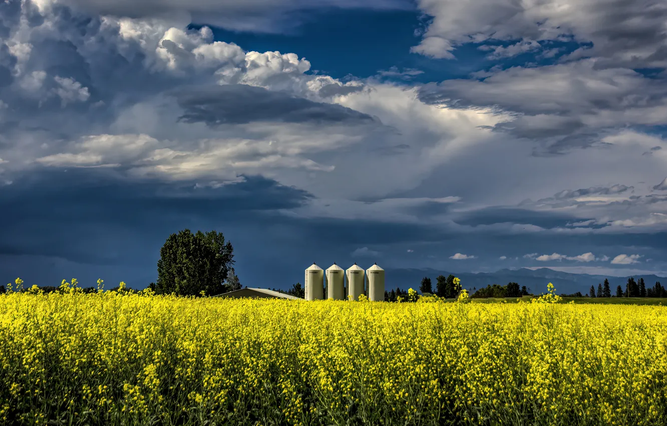 Photo wallpaper field, the sky, clouds, trees, flowers, yellow, blue, meadow