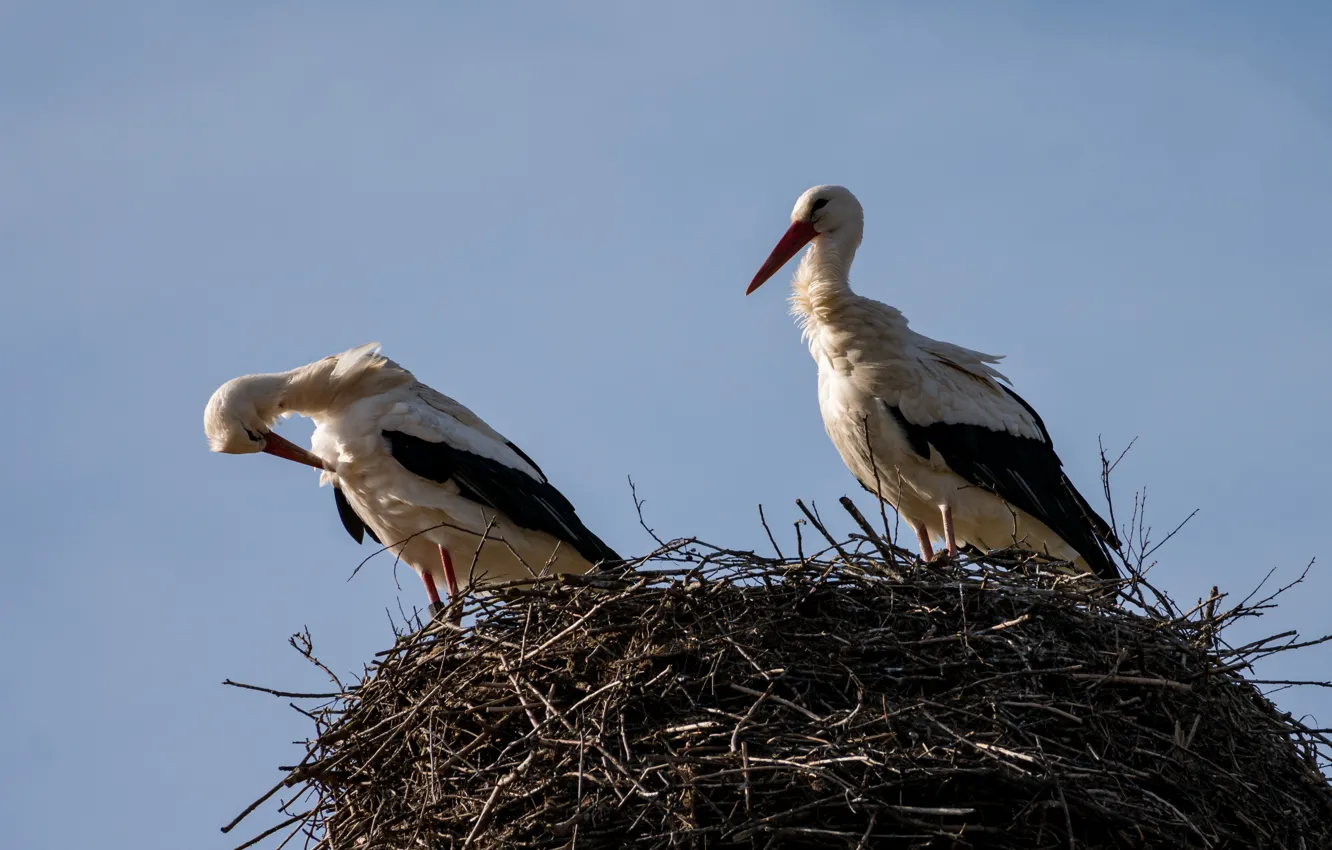 Photo wallpaper bird, socket, stork