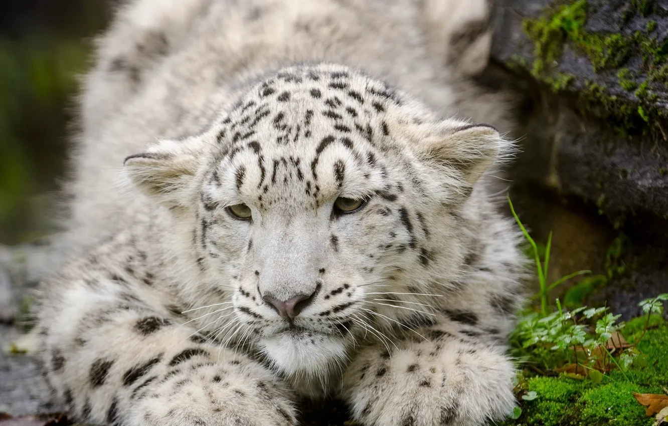 Photo wallpaper cat, face, IRBIS, snow leopard, cub, kitty