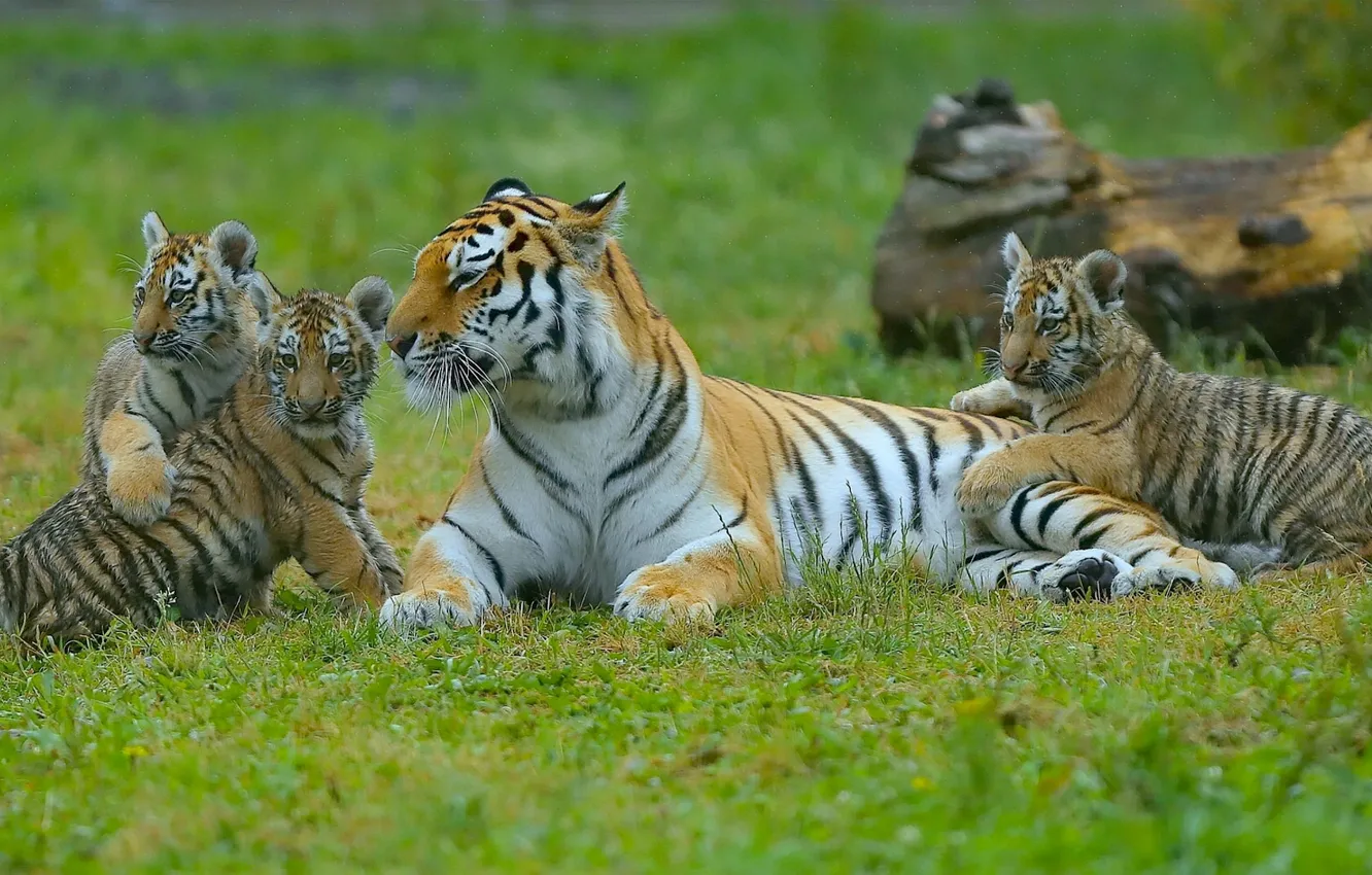 Photo wallpaper kittens, tigers, tigress, the cubs, motherhood, cubs