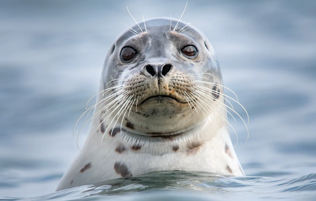 Photo wallpaper sea, look, face, water, portrait, Seal