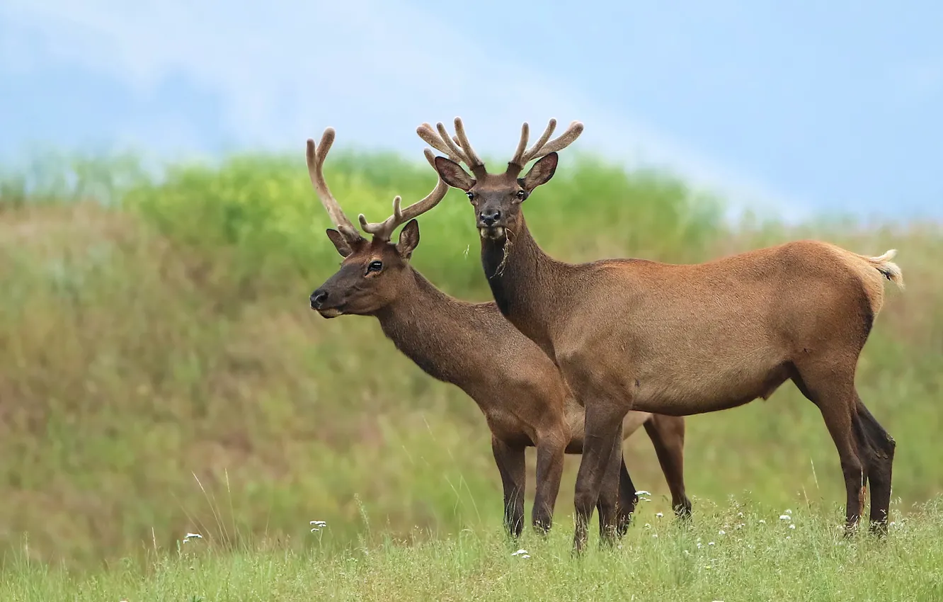 Photo wallpaper grass, nature, two, deer, pair, Duo