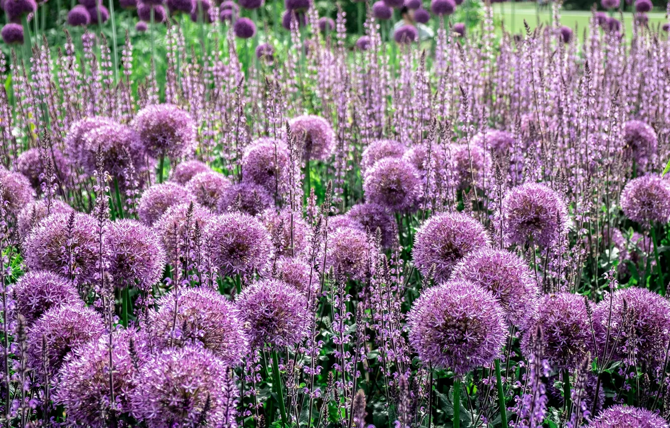 Photo wallpaper flowers, flowerbed, lilac, Allium, decorative bow
