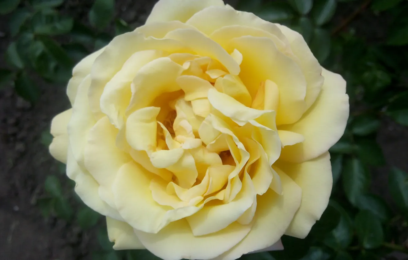 Photo wallpaper rose, Flowers, Yellow