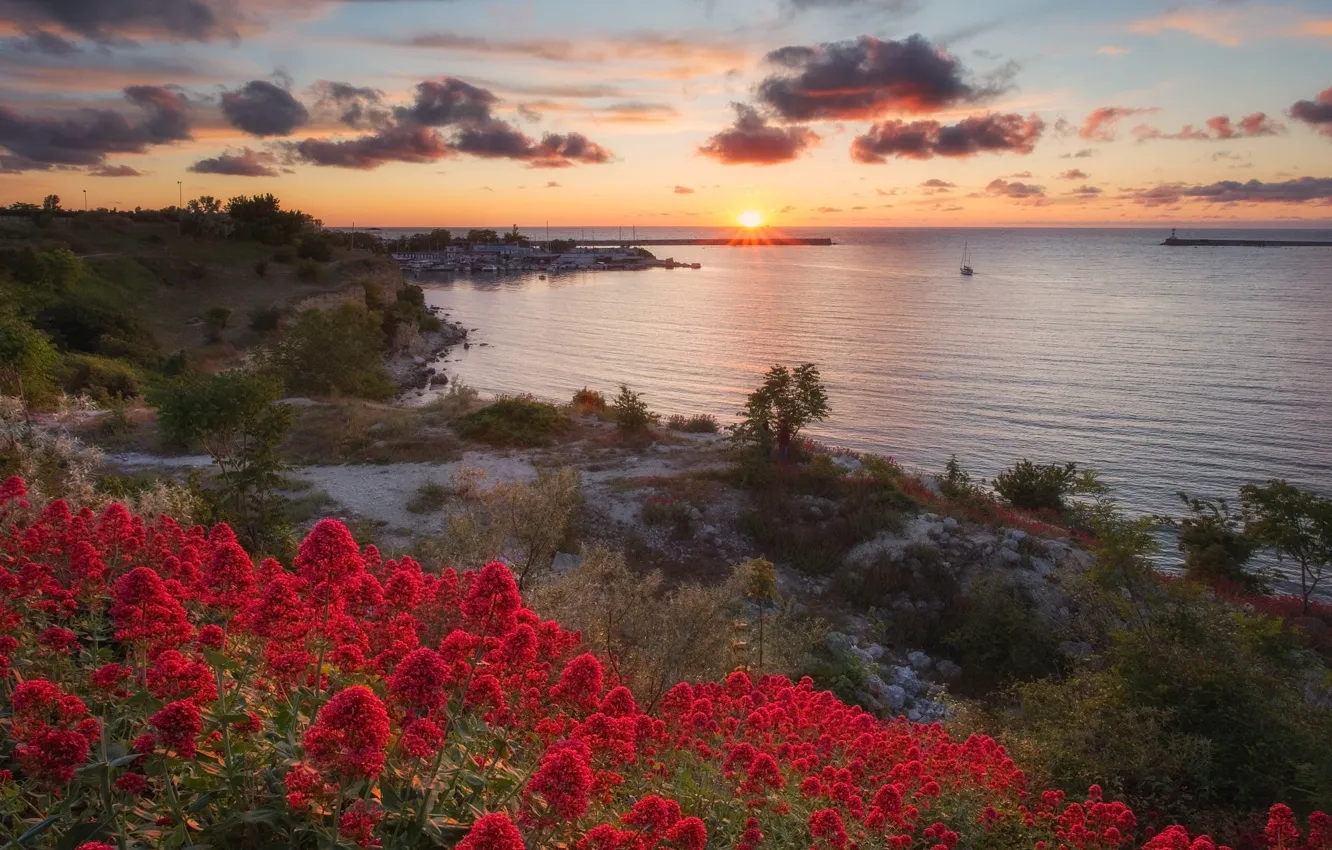 Photo wallpaper flowers, shore, pond