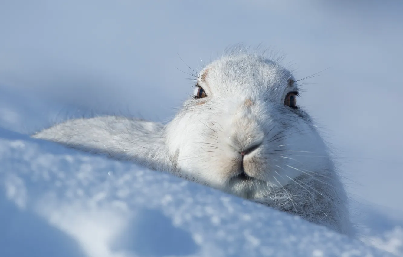 Photo wallpaper winter, look, face, snow, hare, the snow, face, Bunny