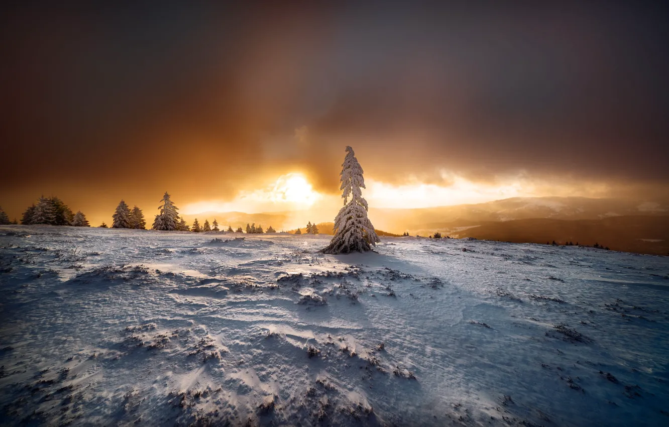 Photo wallpaper winter, field, forest, the sky, the sun, clouds, light, snow