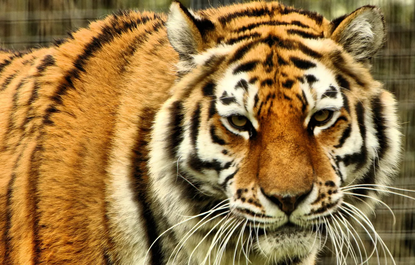 Photo wallpaper look, face, predator, wild cat, The Amur tiger