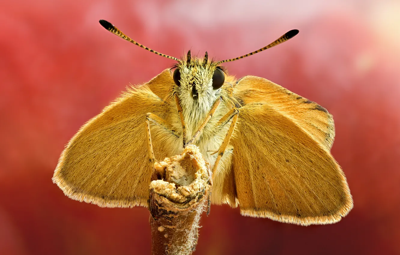 Photo wallpaper look, butterfly, wings