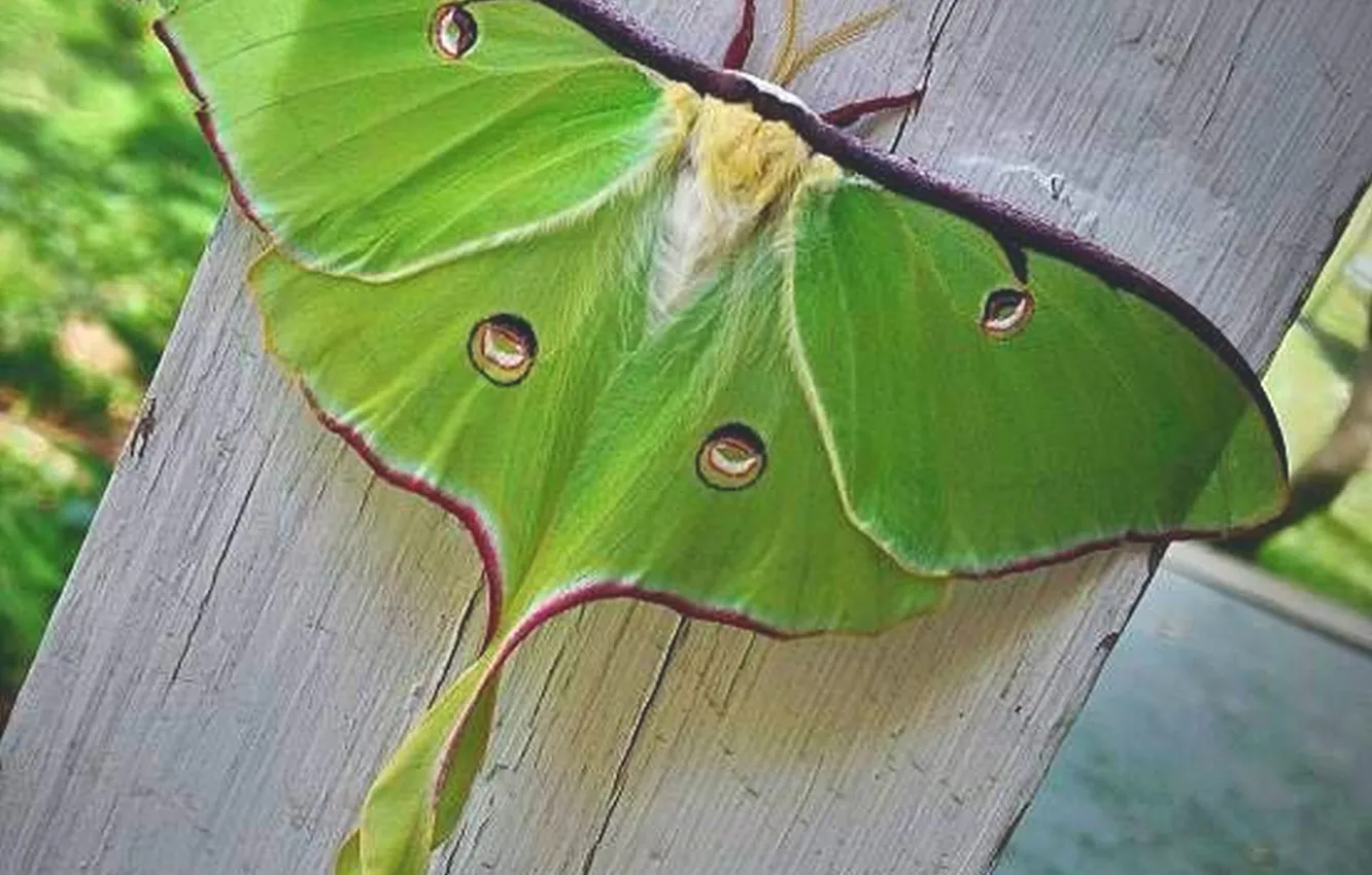 Photo wallpaper macro, butterfly, wings, beautiful, closeup