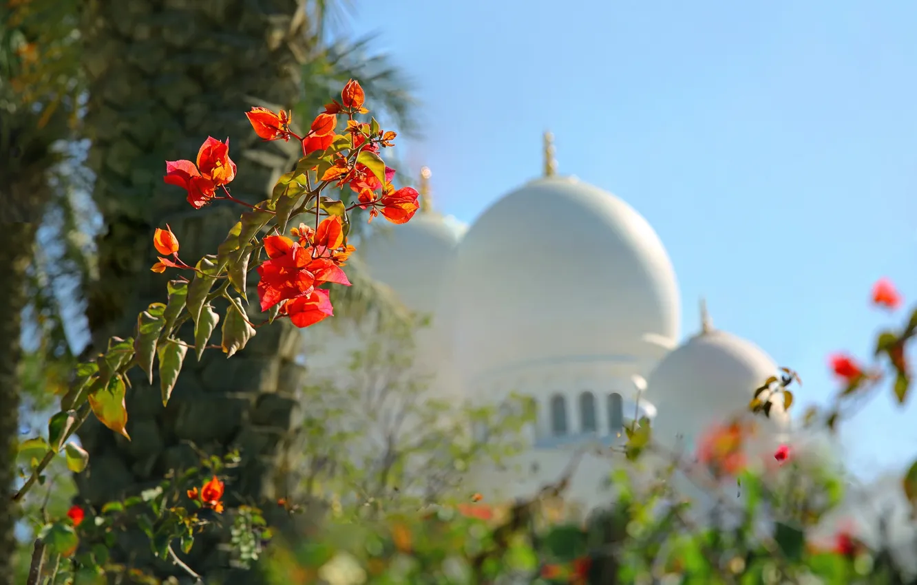 Photo wallpaper flowers, the dome, UAE, Abu Dhabi, the Sheikh Zayed Grand mosque