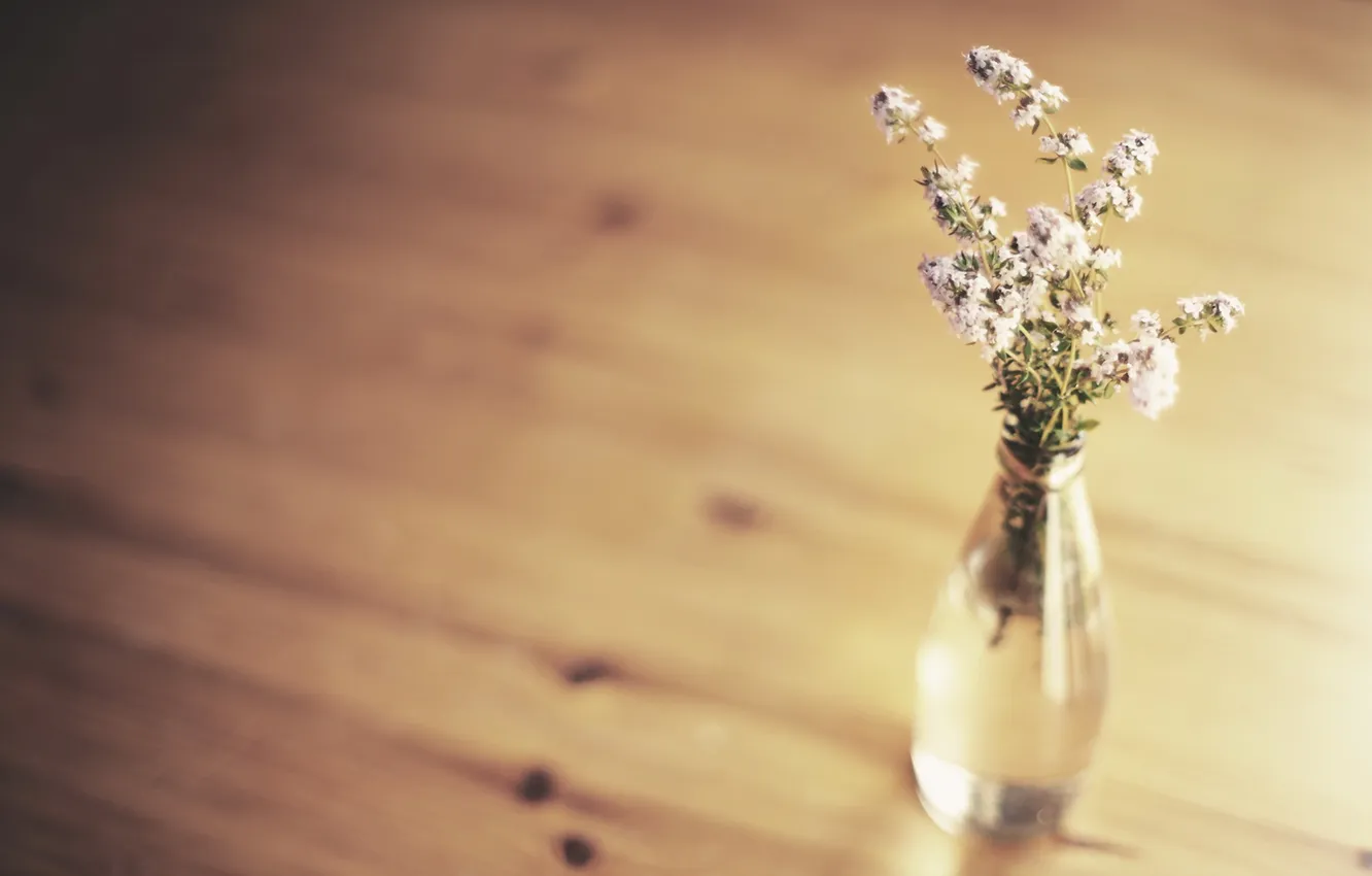 Photo wallpaper flowers, background, minimalism