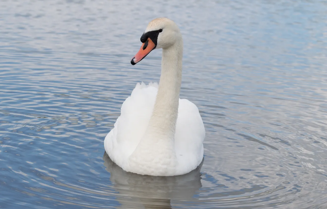 Photo wallpaper white, ruffle, grace, Swan, neck