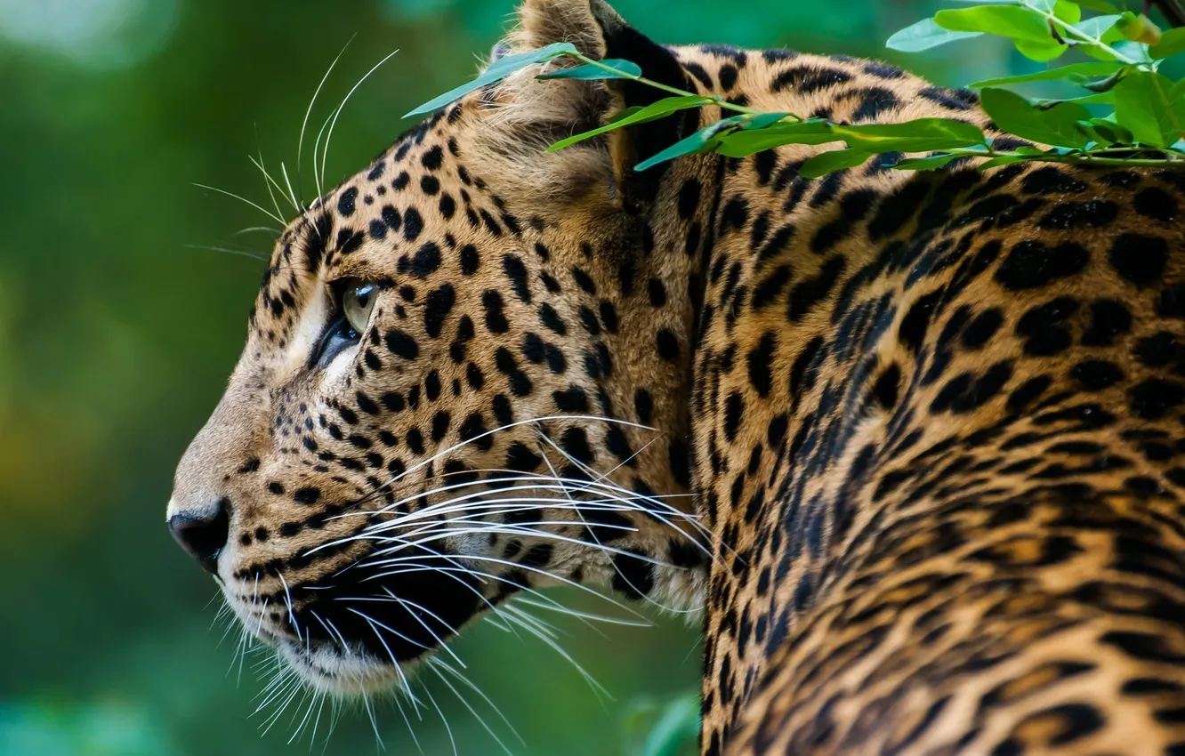 Photo wallpaper predator, spot, leopard