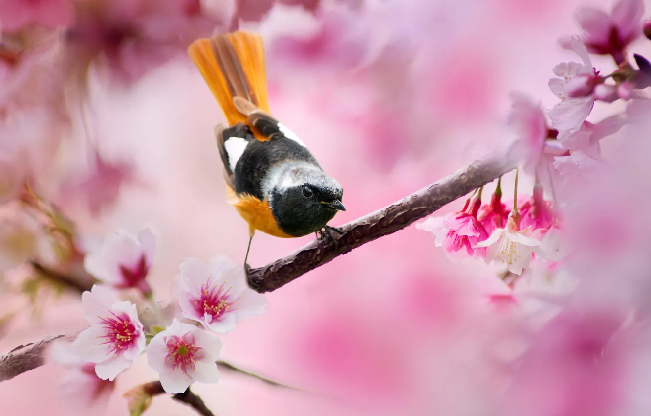 Photo wallpaper trees, flowers, branches, cherry, bird, blur, spring, pink
