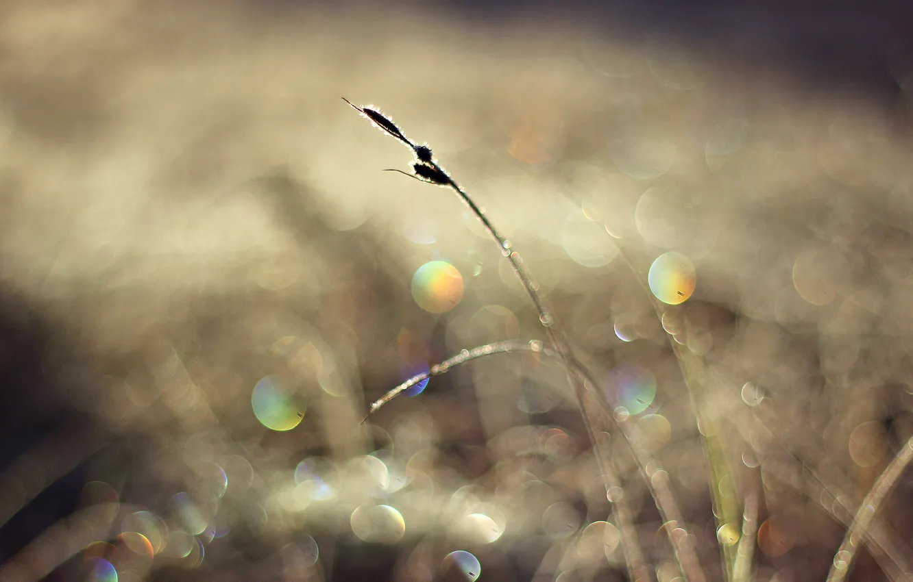 Photo wallpaper the sun, macro, light, a blade of grass, bokeh