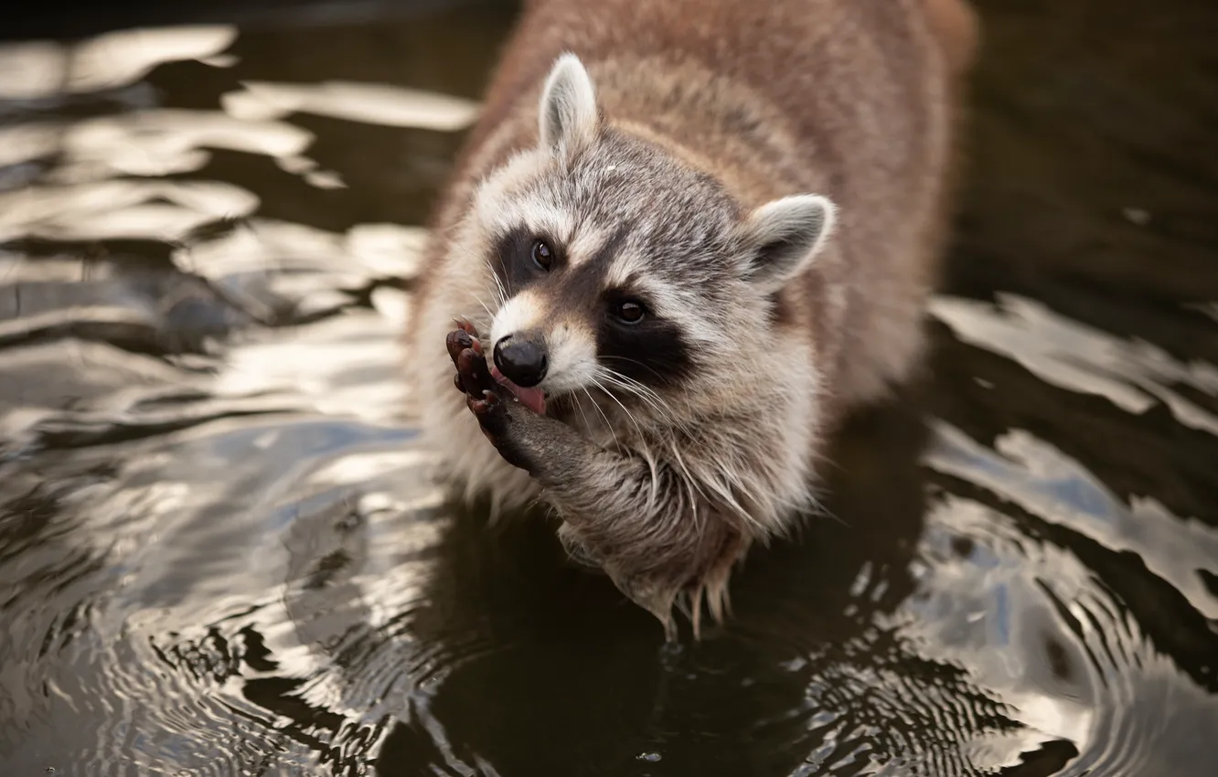 Photo wallpaper language, look, water, legs, raccoon, face, pond, kuapanie