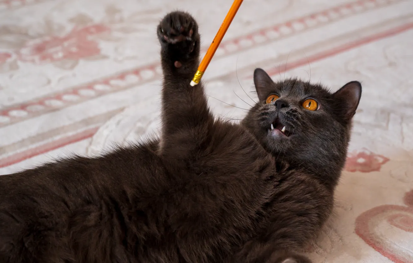Photo wallpaper cat, cat, the game, pencils