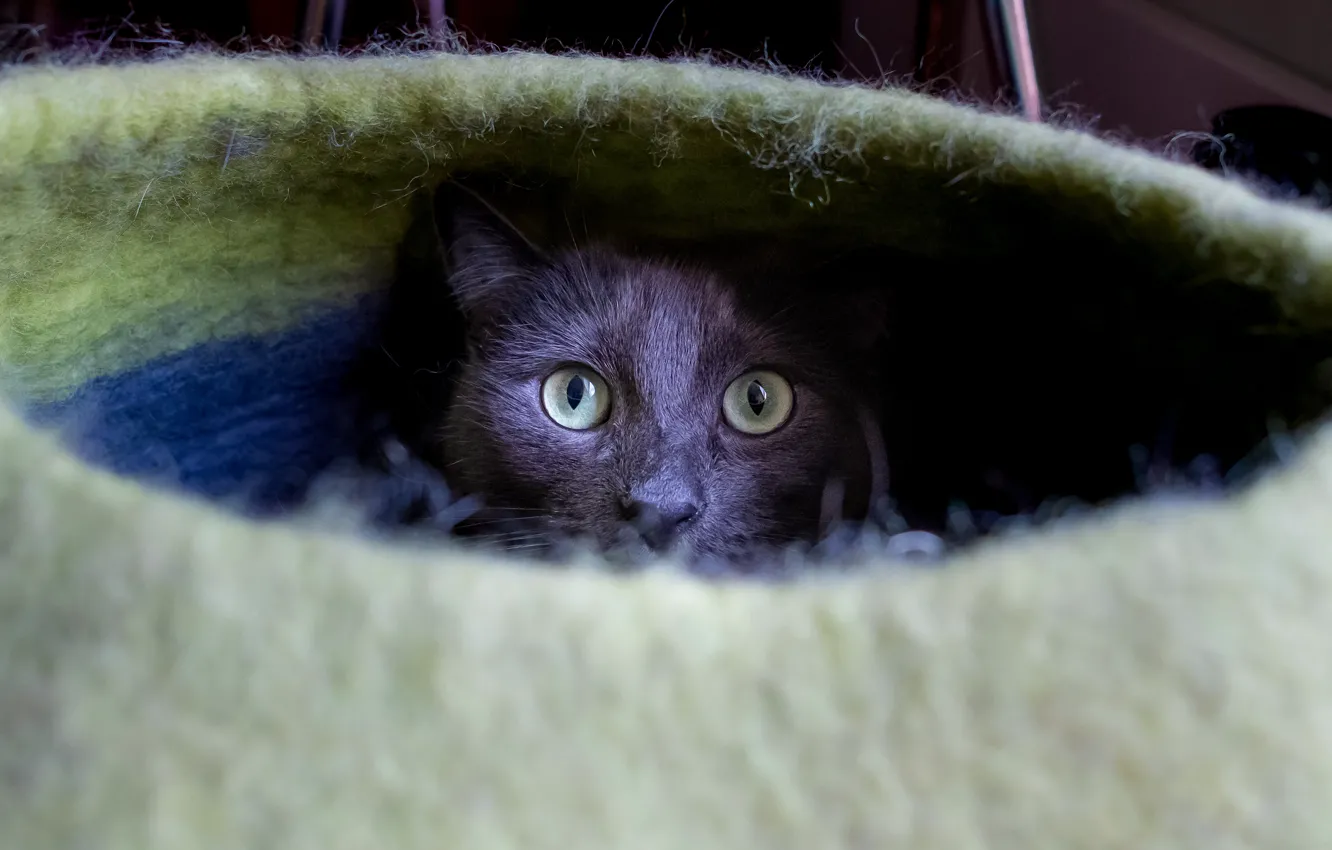 Photo wallpaper cat, cat, look, face, grey, portrait, shelter, house