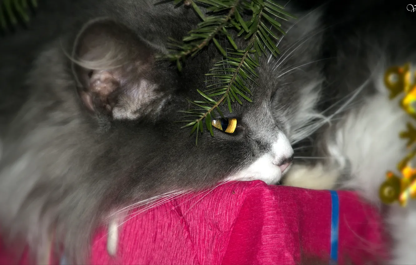 Photo wallpaper cat, Shura, under the tree