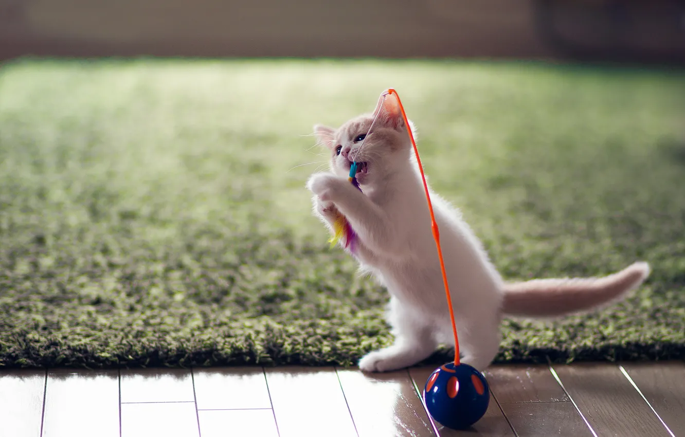 Photo wallpaper toy, kitty, fun