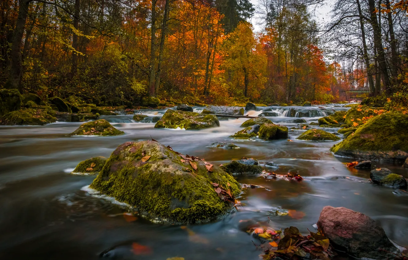 Photo wallpaper autumn, forest, river, stones, Finland, Finland, Nukari