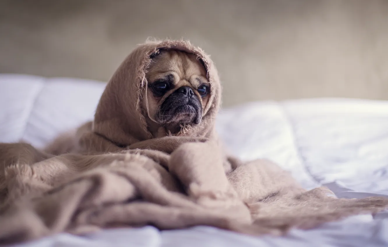 Photo wallpaper dog, pug, blanket