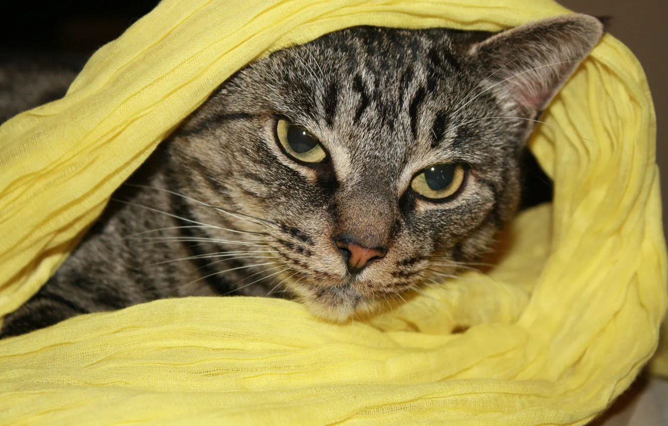 Photo wallpaper cat, towel, sheltered