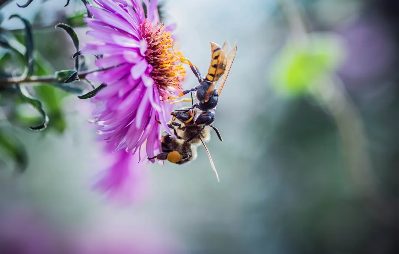 Photo wallpaper macro, flowers, nature, bee, insect, a couple