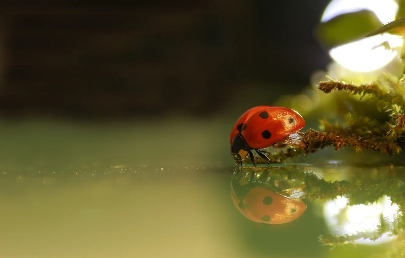 Photo wallpaper water, macro, nature, reflection, ladybug, moss, beetle, bokeh