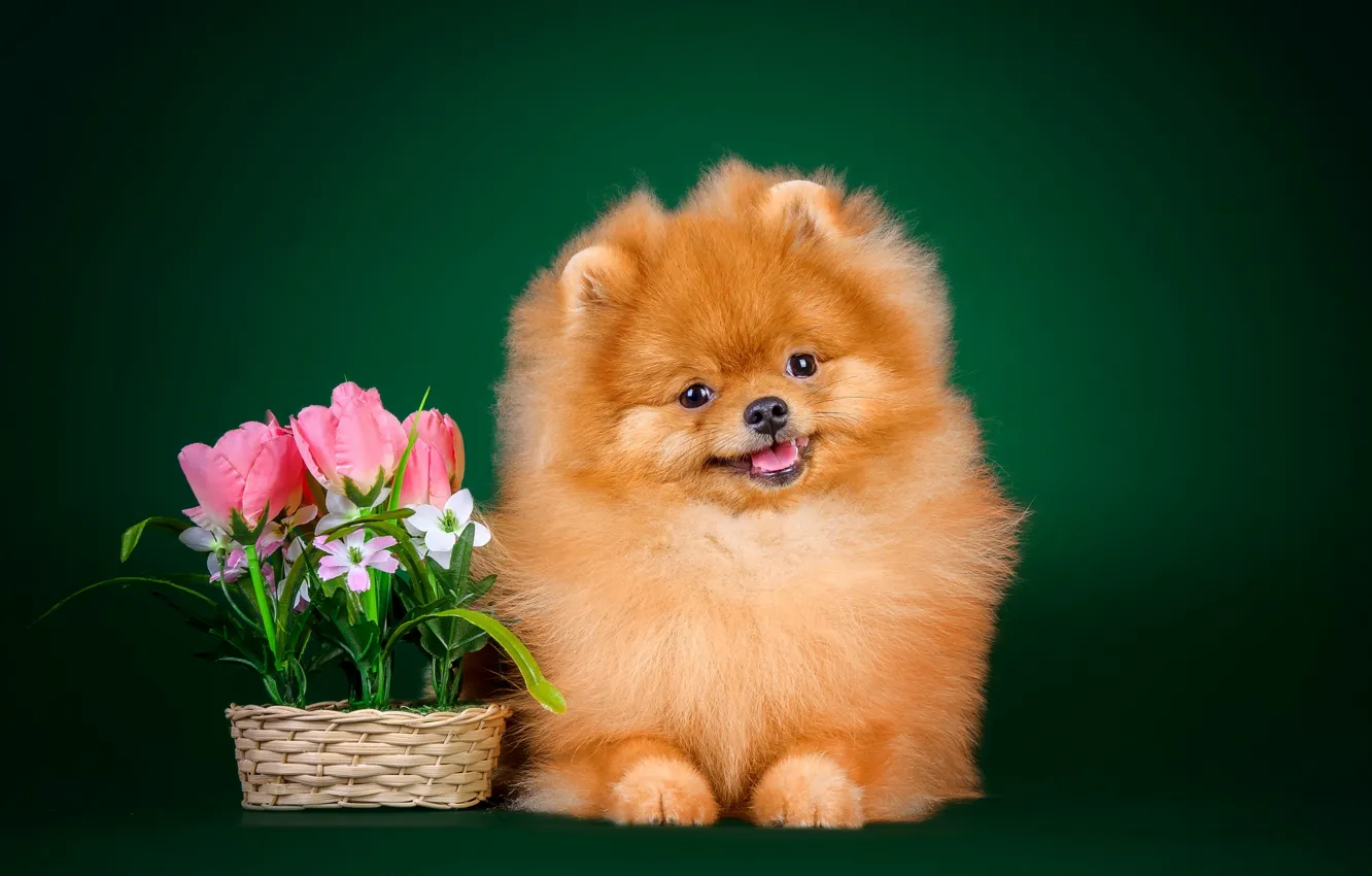 Photo wallpaper look, each, dog